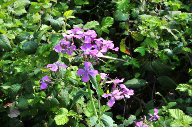 Lunaria annua